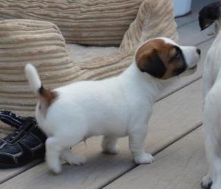 Jack-Russell-Welpen
