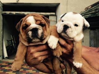 Reinrassige englische Bulldogge Welpen mit Papieren
