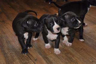 Top XXL American Bully Hündinnen und Rüden