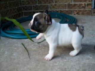 Französische Bulldoggen