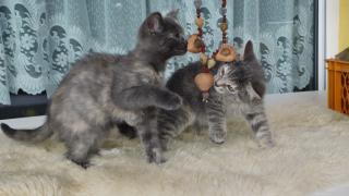2 süße Blue BKH Kitten suchen ein neues zu Hause