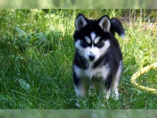 5 wunderschöne Reinrassige Sibirische Husky Welpen mit SHC/VDH Papieren, Am 11.