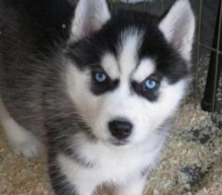 6 niedlichen Siberian Husky abzugeben