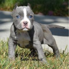 Pit Bull Welpe Blueline