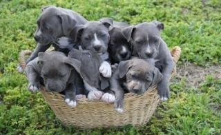 American Pit Bull Terrier Welpen