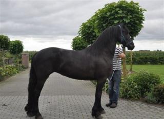 Suche für meinen 8 jährigen Friesenwallach einen neuen Besitzer.