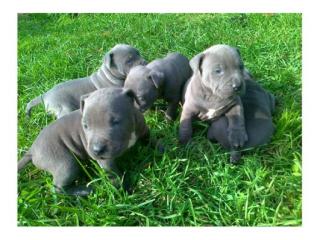 Pitbull Terrier Welpen