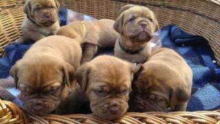 Wunderschöne, reinrassige Bordeaux Doggen Welpen