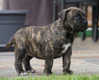 Wundervolle Dogo Presa Canario Welpen