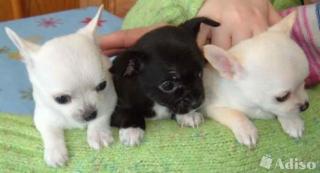 SUPER Chihuahua Welpen in Kurzhaar, VDH/FCI. Klasse statt Masse