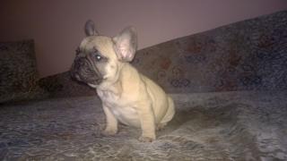 Französische bulldogge babys