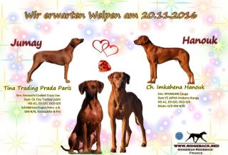 Rhodesian Ridgeback Welpen aus seriöser FCI-Zucht