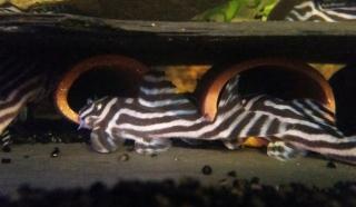 L046 Zebra Hypancistrus