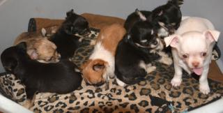Chihuahua Welpen