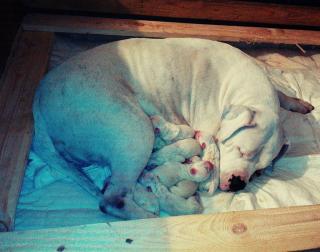 Dogo Argentino Welpen aus VDH Zucht geboren