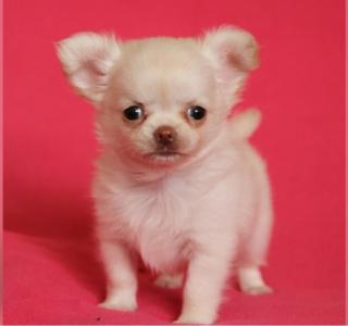 Wunderschöne Reinrassige Mini Chihuahua Welpen
