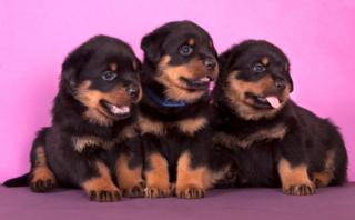Rottweiler welpen reinrassig