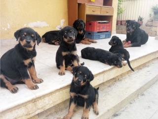 Reinrassige Rottweiler Welpen