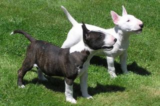 Miniature Bull-Terrier Welpen zu verkaufen dsfdsf