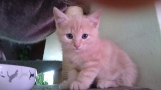 1 Heilige Birma-Mix Kitten sucht noch ein Zuhause