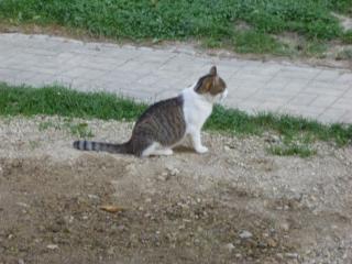 Grau-weiß-getigerte Katze vermisst in 07987 M. -Teichwolframsdorf Werdauer Wald