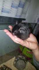 Teddyhamsterkinder aus liebevoller Hobbyzucht