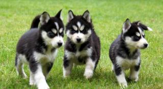 Weihnachten Reinrassige Siberian Husky Welpen mit blaue Augen