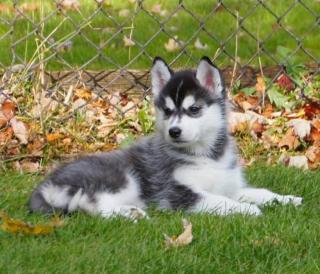 12 Huskywelpen, Siberian Husky Welpen, sibirische