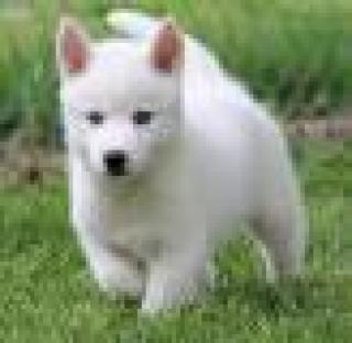 Wunderschöne reinrassige Siberian Husky Welpen mit papieren.