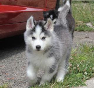Siberian Husky Welpen abzugeben