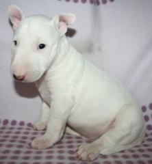 Typvolle Miniatur Bullterrier Welpen.