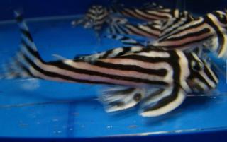 Verfügbar L046 Zebra Pleco