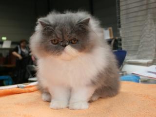 Perserkaterchen