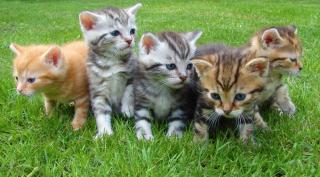 19. 11. 2021 Online-Basisseminar Tierkommunikation