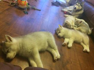 Weihnachtsgeschenk Purebred Siberian Husky Welpen zur Annahm