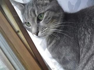Katze wird vermisst