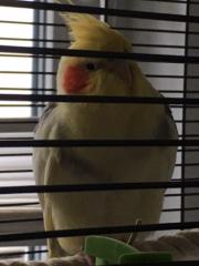 Nymphensittich sucht Zuhause