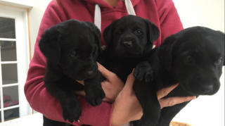 Sweet Labrador Welpen kostenlos