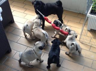 Mops Welpen geimpft mehrfach entwurmt und gechipt