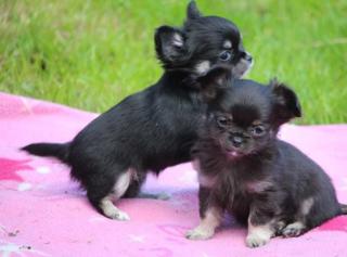 Chihuahua Welpen Geimpft, Registriert.