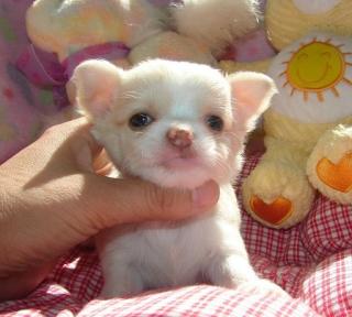 Chihuahua Welpen Geimpft, Registriert. ,