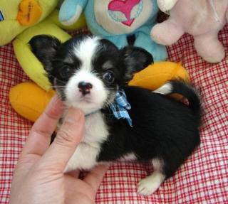 Chihuahua Welpen Geimpft, Registriert. , .