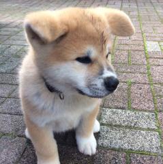 Akita Inu Welpen mit VDH/FCI Papieren