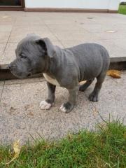 Staffordshire BullTerrier Welpen VDH-FCI