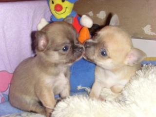 Chihuahua Welpen suchen Familie zum toben und kuscheln