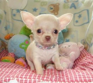 Reizender Chihuahua Welpen / Rüde mit VDH Papieren zu verkaufen