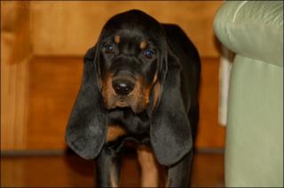 Black and Tan Coonhound