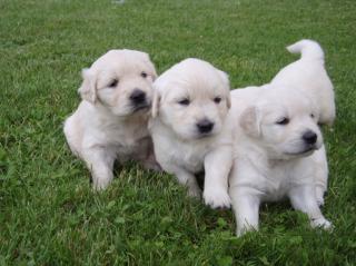 100 gesunde Golden Retriever Welpen für Sie.