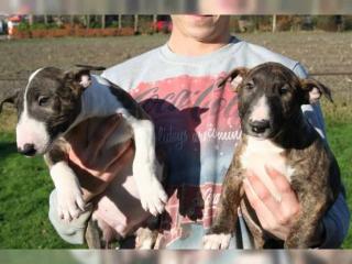 Miniature-Bullterrier Welpen extra Auslesegesundheitszucht nur in allerbeste Hän
