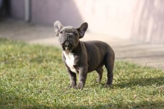 Französische Bulldoggenwelpen in blue fawn und blue pied ab sofort abzugeben